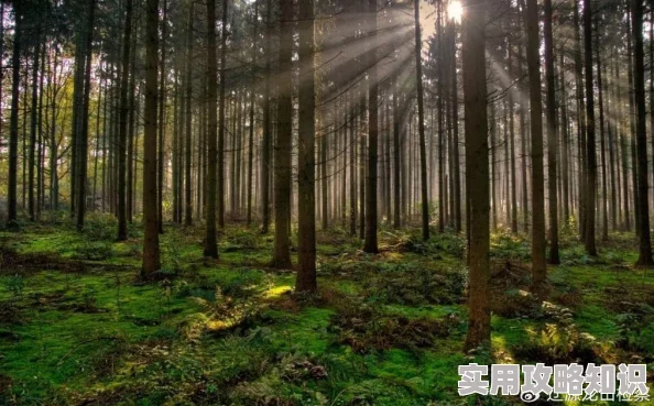 www.9696人熊森林让我们珍惜自然与生命共生的美好时光
