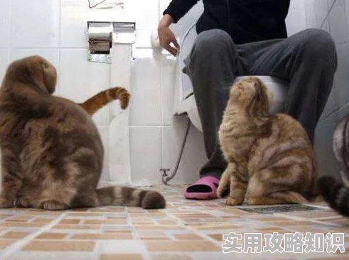 久久香蕉国产观看猫咪3atv最新高清资源已更新速度体验