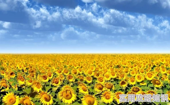 美女黄18种植的向日葵已经开花了引来了许多蜜蜂和蝴蝶