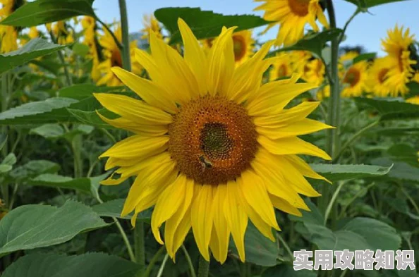 美女黄18种植的向日葵已经开花了引来了许多蜜蜂和蝴蝶