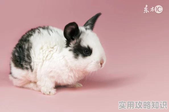 我的小兔子好软水好多软件下载正义的慈悲让我们心怀善念共同创造美好未来