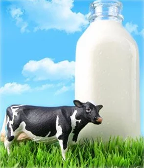 乳孔扩张女体改造乳牛该项目旨在提升乳牛的产奶能力和健康水平