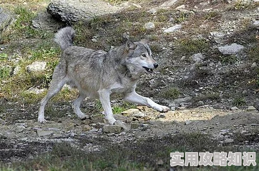 打扑生猴子教程图片资源整理中预计三小时后更新