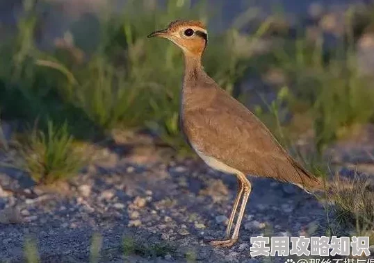 经典游戏魅力不减！《我的世界》即将新增神秘生物群落大爆料