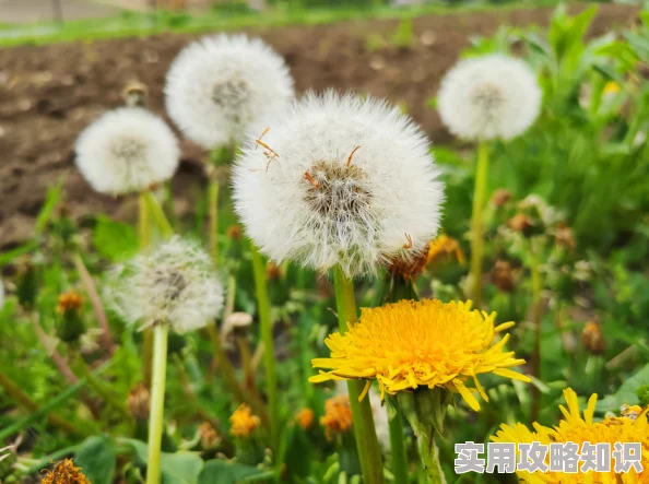 蒲公英种子传播机制及环境适应性研究