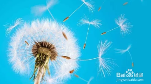 蒲公英种子传播机制及环境适应性研究