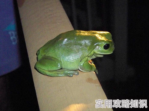 模拟人生4揭秘：巨型蛙成最贵宠物，价格高达3000元